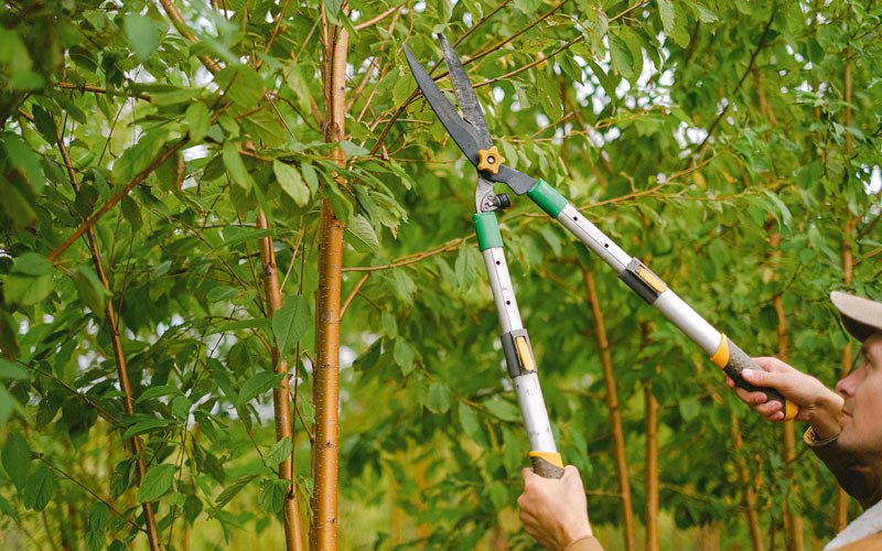 Tree trimming in Coeymans Hollow, NY